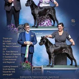Cane Corso All Grown Up from FIDECORE