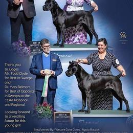 Cane Corso All Grown Up from FIDECORE