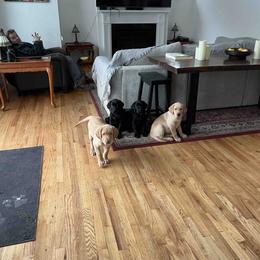 Labrador Retriever Puppies from Branley's Riverside Labradors