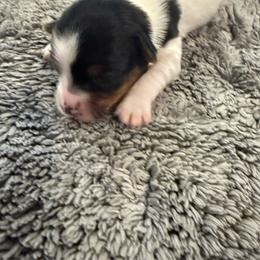 F1 - Parti female Yorkshire Terrier puppy in Madera, California from Rosann's Yorkshire Terriers