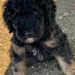 Winston - Phantom male Poodle puppy in Longmont, Colorado from Colorado Miniature Bernedoodle Puppies
