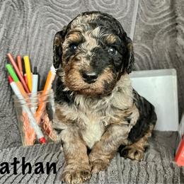 Nathan - Merle male Bernedoodle puppy in Spring Valley, Wisconsin from Filipiak Breeders