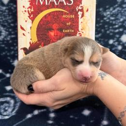 Hunt - Red and white male Pomsky puppy in Sumter, South Carolina from Emerald Skies Pomskies