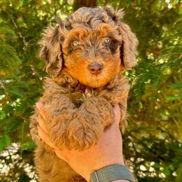 Tiana - Red merle female Aussiedoodle puppy in Upper Lake, California from Redwood Aussiedoodles