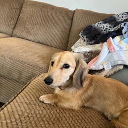 Georgia - Dachshund