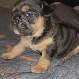 Uno - Tricolors male French Bulldog puppy in Joliet, Illinois from MarvelousFrenchies