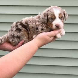 Charlie - Red merle male Aussiedoodle puppy in Omro, Wisconsin from Crystal Ridge Doodles