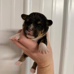 Frosty - Black and tan male Pembroke Welsh Corgi puppy in Bloomfield, Iowa from Beebe’s Corgis | Seven B Corgi Co