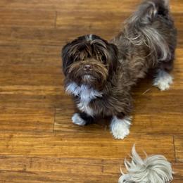 Tiny - Havanese