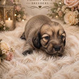 Spirit - Cream male Dachshund puppy in Chino Valley, Arizona from Dachshund Family Love Breeders