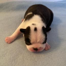 Jayden - Black brindle and white male Boston Terrier puppy in Imperial, Missouri from Boston Kup Breeders