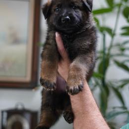 Stryker - Sable male German Shepherd puppy in Coarsegold, California from Yosemite Shepherds