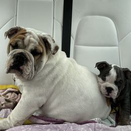 Bulldog Puppies from Snuggle Pups