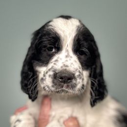 Benji - Black and white male English Springer Spaniel puppy in Tupalo, Mississippi from Butterfield Trail Farm