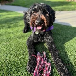 Rosie - Goldendoodle