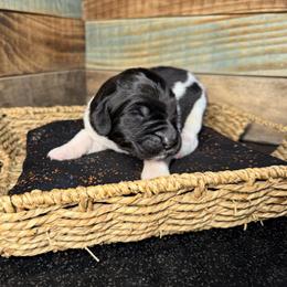 Russell Stover - White and black male Newfoundland puppy in Tully, New York from Bear Paw Newfoundlands