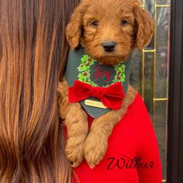 Wilbur - Red  male Goldendoodle puppy in State Road, North Carolina from Must Love Doodles
