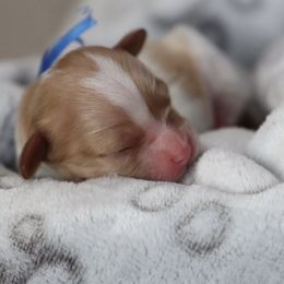 Cavapoo and Saint Bernard Puppies from Horseshoe Drive Kennel