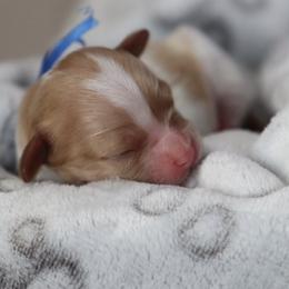 Cavapoo and Saint Bernard Puppies from Horseshoe Drive Kennel