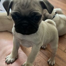 Pug Puppies from Pam’s Perfect Pugs
