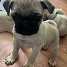 Pug Puppies from Pam’s Perfect Pugs