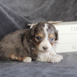 Autumn - Blue merle female Aussiedoodle puppy in Loretto, Tennessee from K Kountry Farm