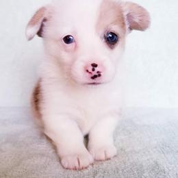 American Corgi and Pembroke Welsh Corgi Puppies from Whimsical Treasure Corgis