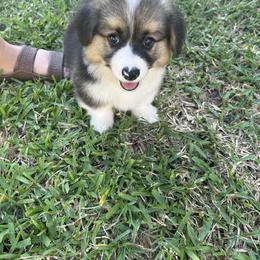 Pembroke Welsh Corgi Puppies from MG Corgis