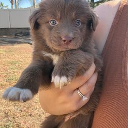 Girl 3 - female Australian Shepherd puppy in Murrieta, California from So Fetch Aussies