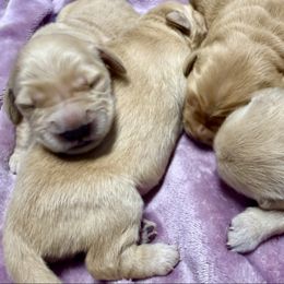 Girl 4 - Golden female Golden Retriever puppy in Amherst, Virginia from Knight's Golden Acres