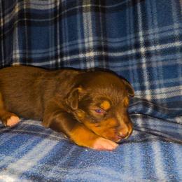 Ember - Red tri-color female Australian Shepherd puppy in Marengo, Indiana from J&J Kennel