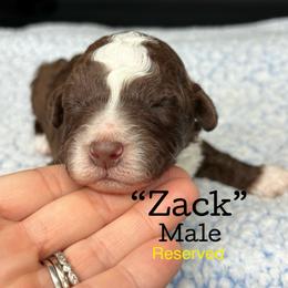 Zack - Brown and white male Aussiedoodle puppy in Lake City, Florida from North Florida Poodles and Doodles