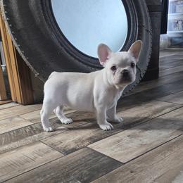 Big boy aka Yettie - Cream male French Bulldog puppy in North Branch, Minnesota from Halverson Bulldogges