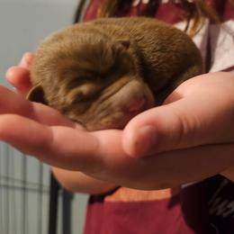 Double - Brown female Chinese Shar-Pei puppy in Minden, Louisiana from Zoey's Waggly Tails