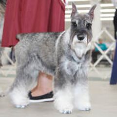Standard Schnauzers from Adrastia Standard Schnauzers