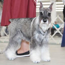 Standard Schnauzers from Adrastia Standard Schnauzers