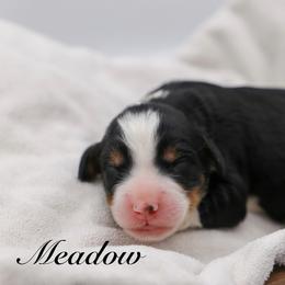 Meadow - Tri-color female Bernedoodle puppy in Edmond, Oklahoma from Rock N Roll Doodles