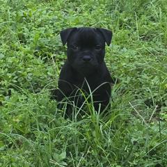 Boss - Black male Staffordshire Bull Terrier puppy in Georgetown, Texas from Bruhaus Kennels