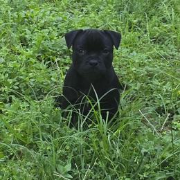 Boss - Black male Staffordshire Bull Terrier puppy in Georgetown, Texas from Bruhaus Kennels