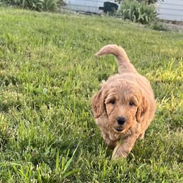 Boy 2 - Red  Goldendoodle puppy in Anderson, California from Sunshine Country Doodles