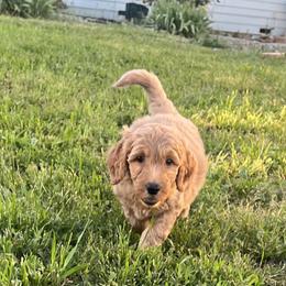 Boy 2 - Red  Goldendoodle puppy in Anderson, California from Sunshine Country Doodles
