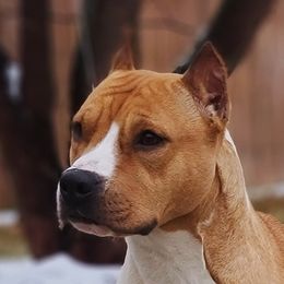 Lauryn  - American Staffordshire Terrier