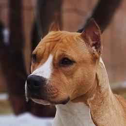 Lauryn  - American Staffordshire Terrier