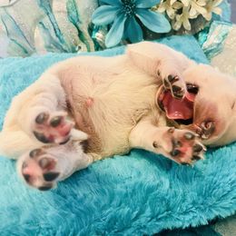 Golden Retriever Puppies from English Cream Goldens in Georgia