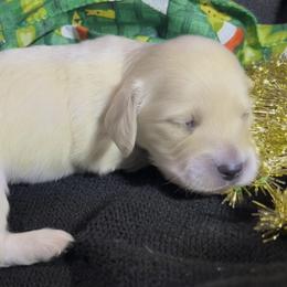 Lunar - Cream male Dachshund puppy in Sheridan, Arkansas from Farmhouse Dachshunds