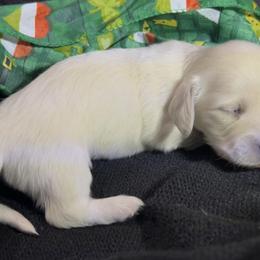 Lunar - Cream male Dachshund puppy in Sheridan, Arkansas from Farmhouse Dachshunds