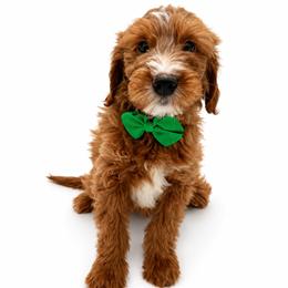 Waffle - Apricot male Goldendoodle puppy in Elmwood Park, Illinois from Goldens&MiniAussiesWithFinesse