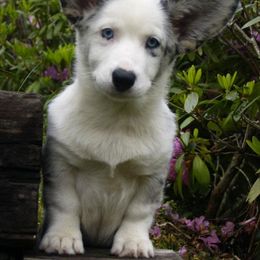 Cardigan Welsh Corgis from Raglan Cardigans