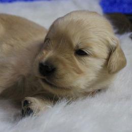 Red collar boy - Golden male Golden Retriever puppy in Otis Orchards, Washington from Sunlite Golden Retrievers