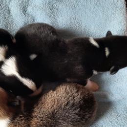 Pembroke Welsh Corgis from Salmon River Pembroke Welsh Corgis